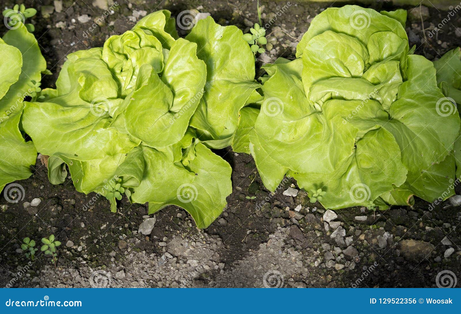Lettuce Growing in Greenhouse Stock Photo Image of health, lettuce