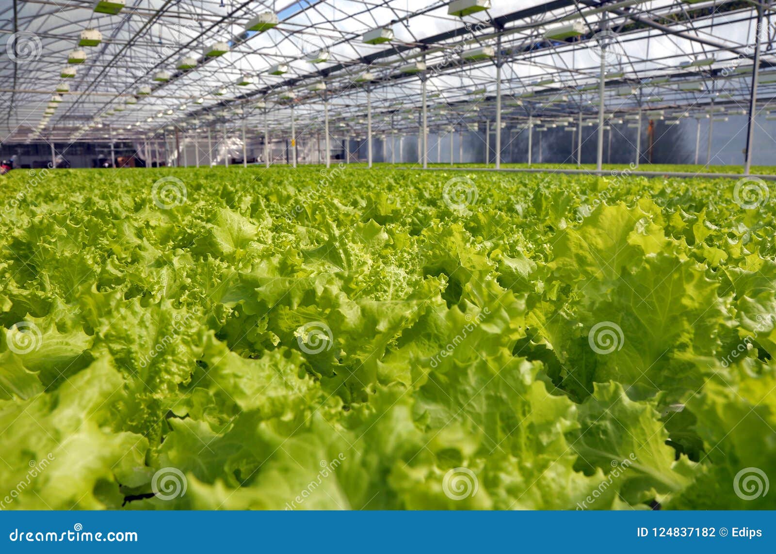 Lettuce Growing in a Greenhouse Stock Photo Image of modern, industry
