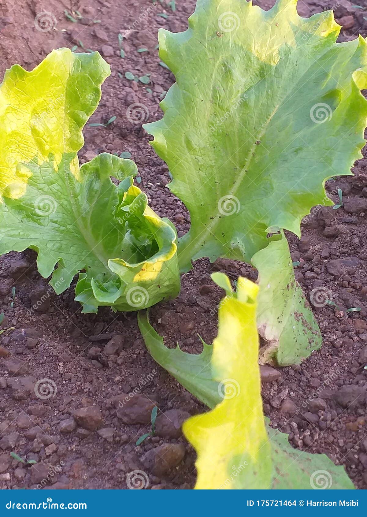 Lettuce growing plant stock photo. Image of plant, agriculture 175721464