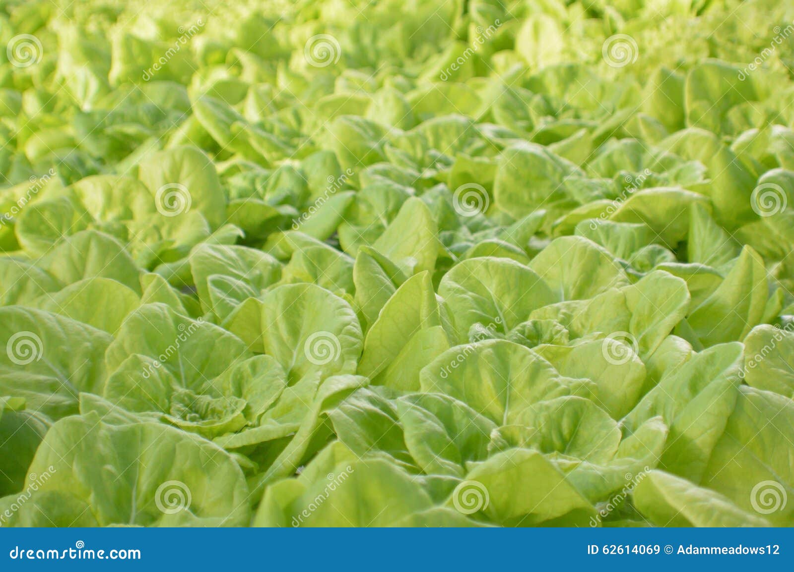 Lettuce harvest stock image. Image of tender, greenhouse 62614069