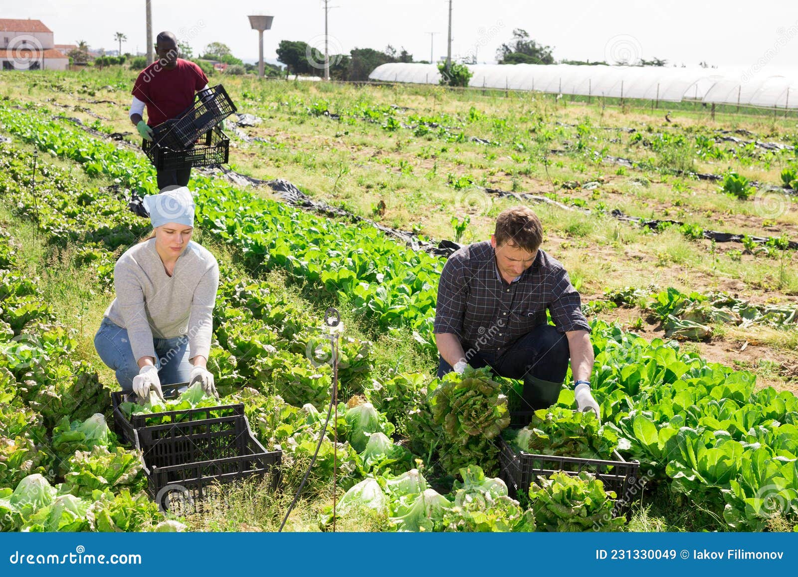 Lettuce Harvesting Process on the Plantation Stock Image Image of