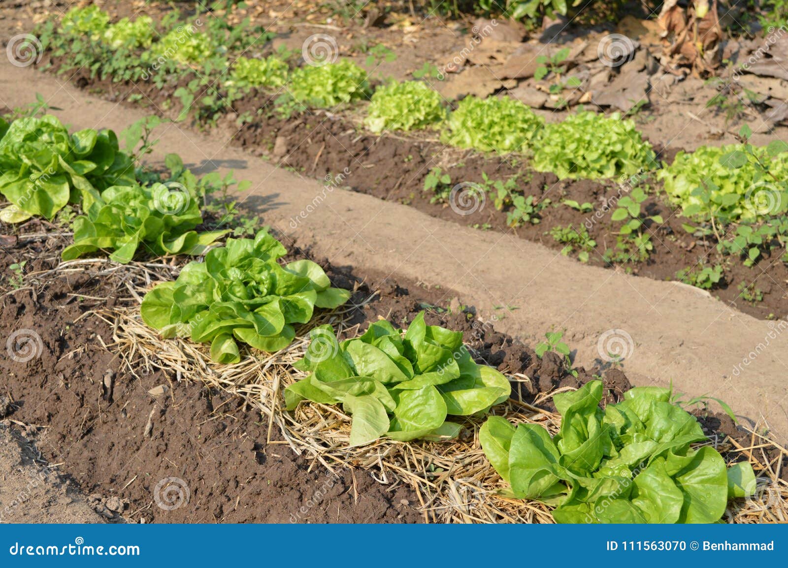 Lettuce heads on a field stock photo. Image of plants 111563070