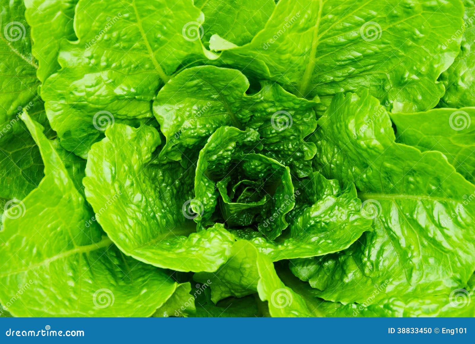Lettuce Heart stock photo. Image of gardening, lettuce 38833450