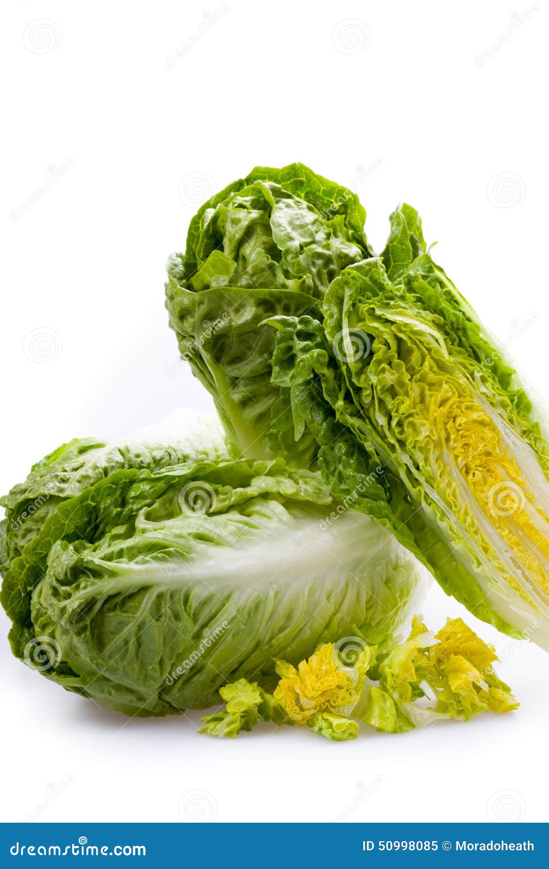 Lettuce hearts isolated stock image. Image of healthy 50998085