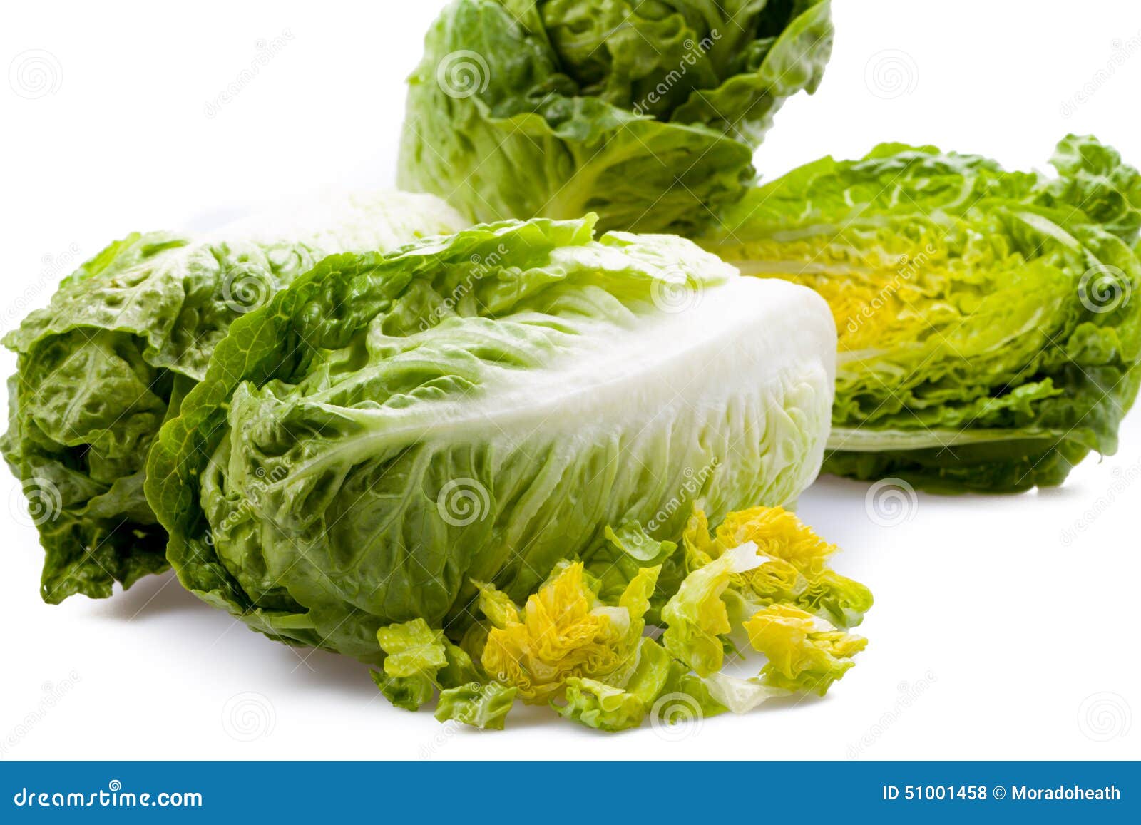 Lettuce hearts isolated stock photo. Image of healthy 51001458