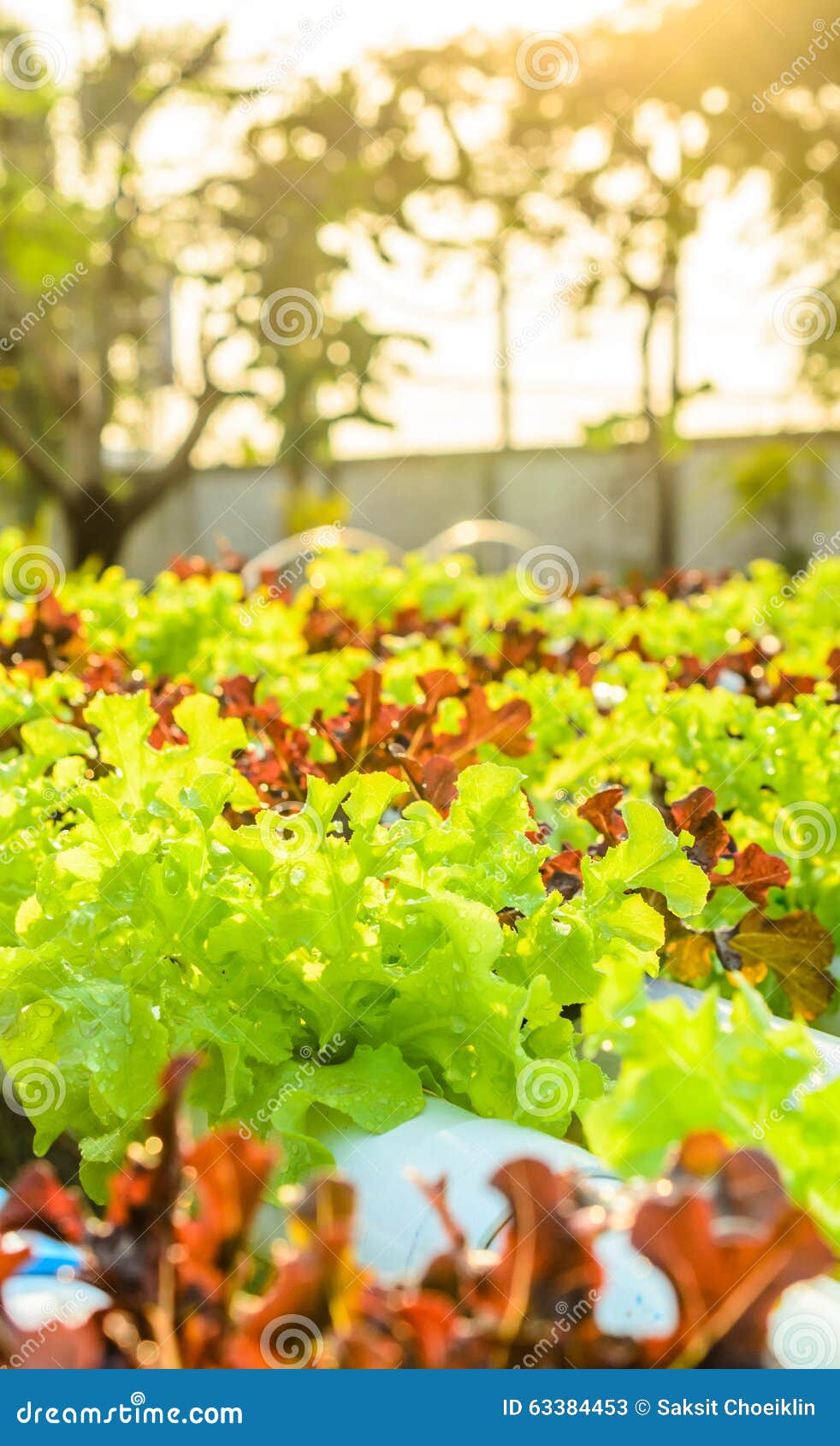 Lettuce In A Hydroponic Dome. Frillice Iceberg On Hand Cultivation