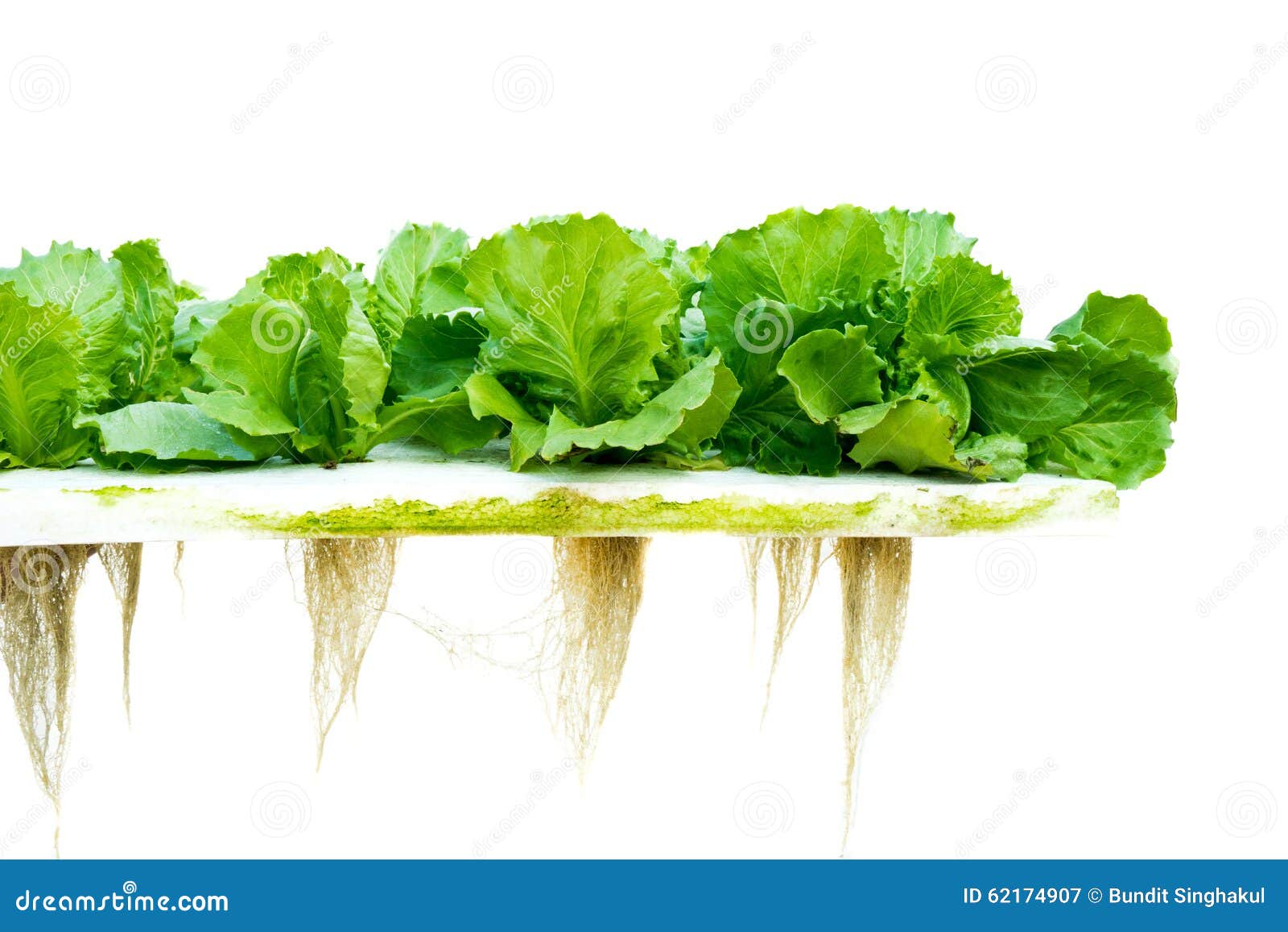 Lettuce hydroponic stock image. Image of crisp, edible 62174907