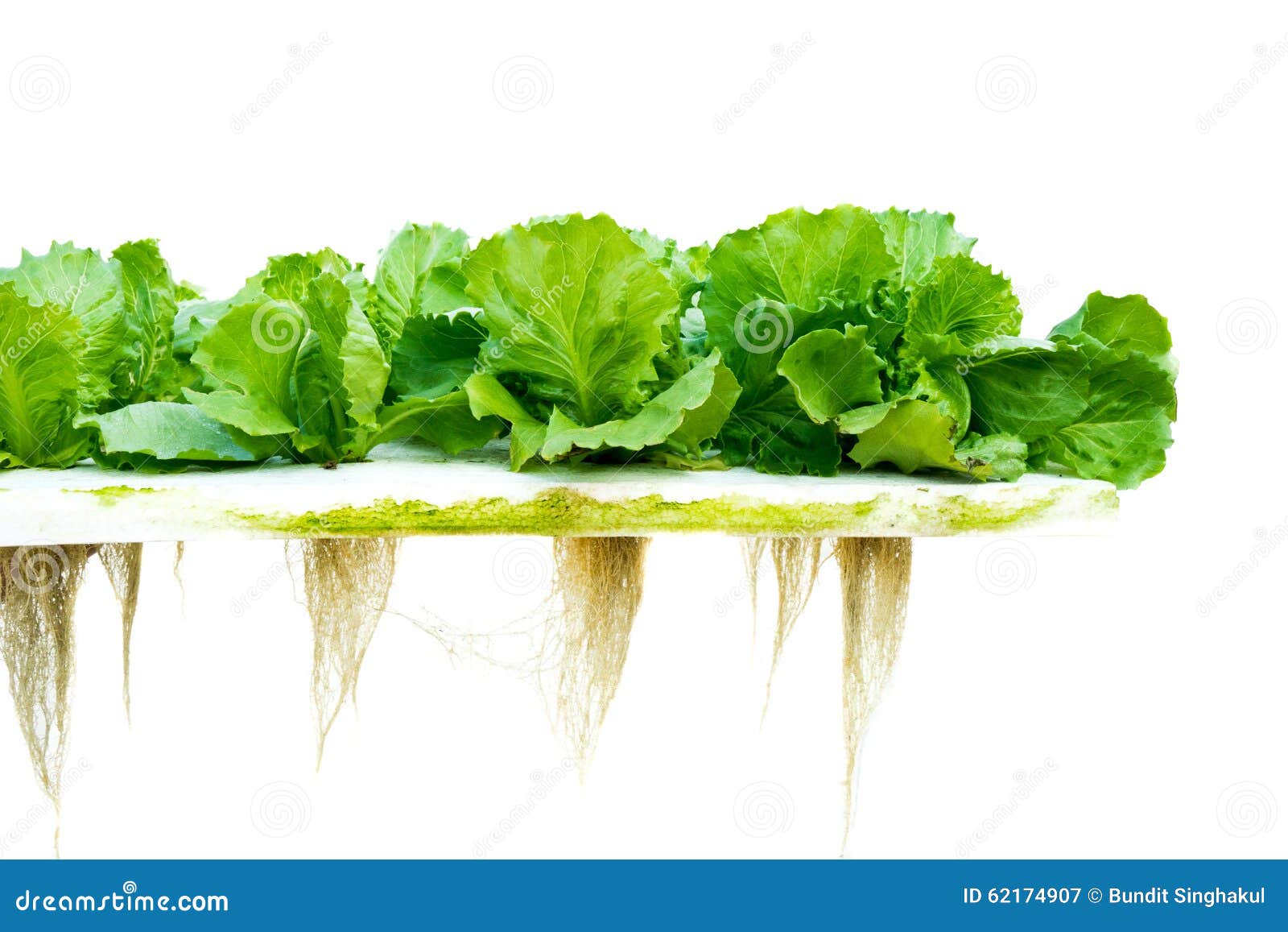 lettuce hydroponic