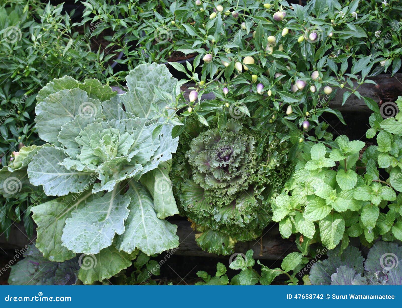 Lettuce, Kale, Pepper and Mint Vegetable Stock Photo Image of fruit