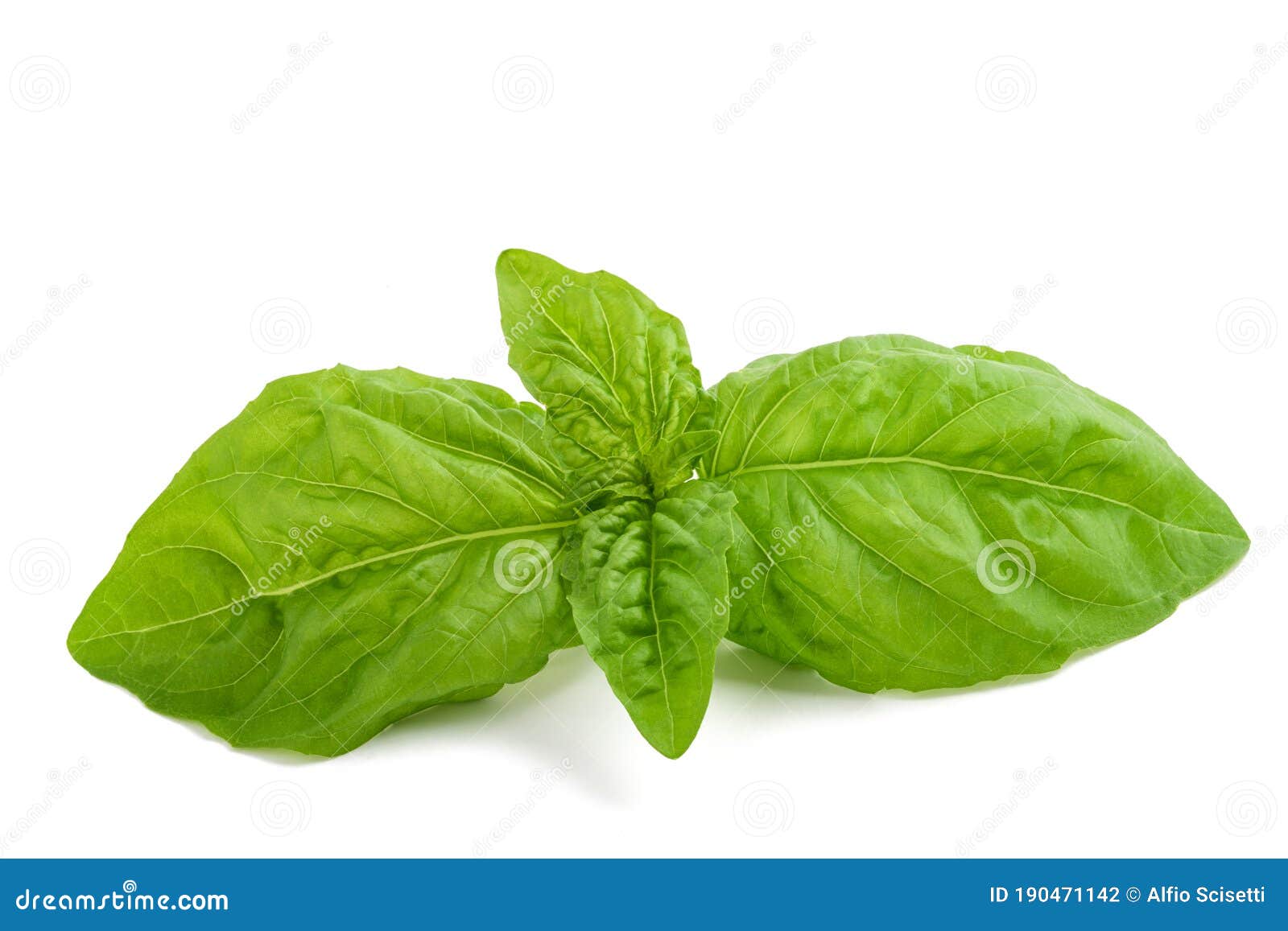 Lettuce leaf basil stock photo. Image of leaves, saintjoseph 190471142