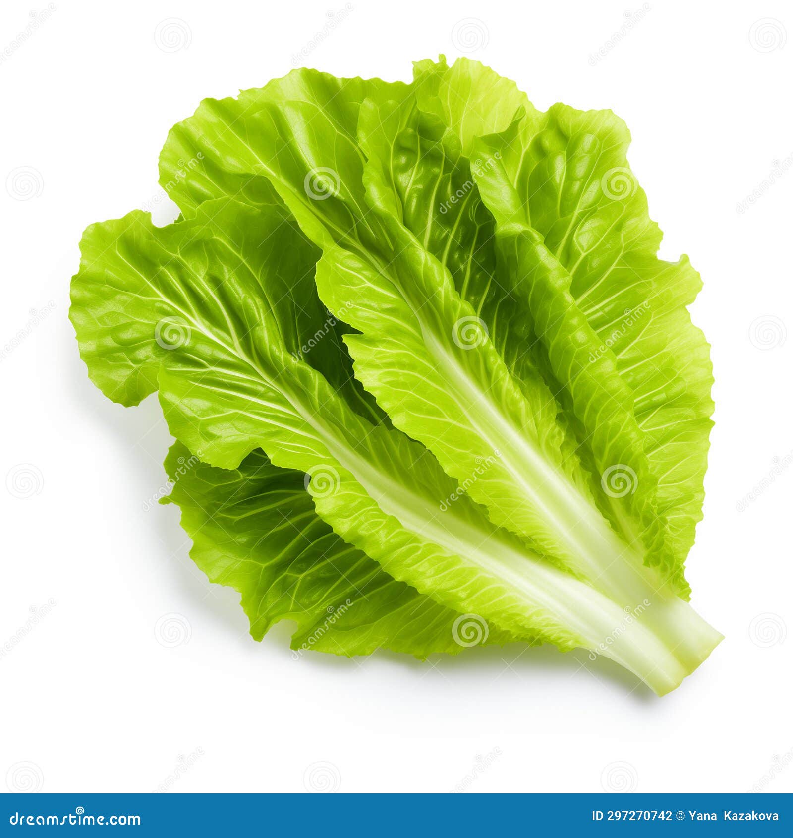 Lettuce Leaf Bowl on a White Background Stock Illustration