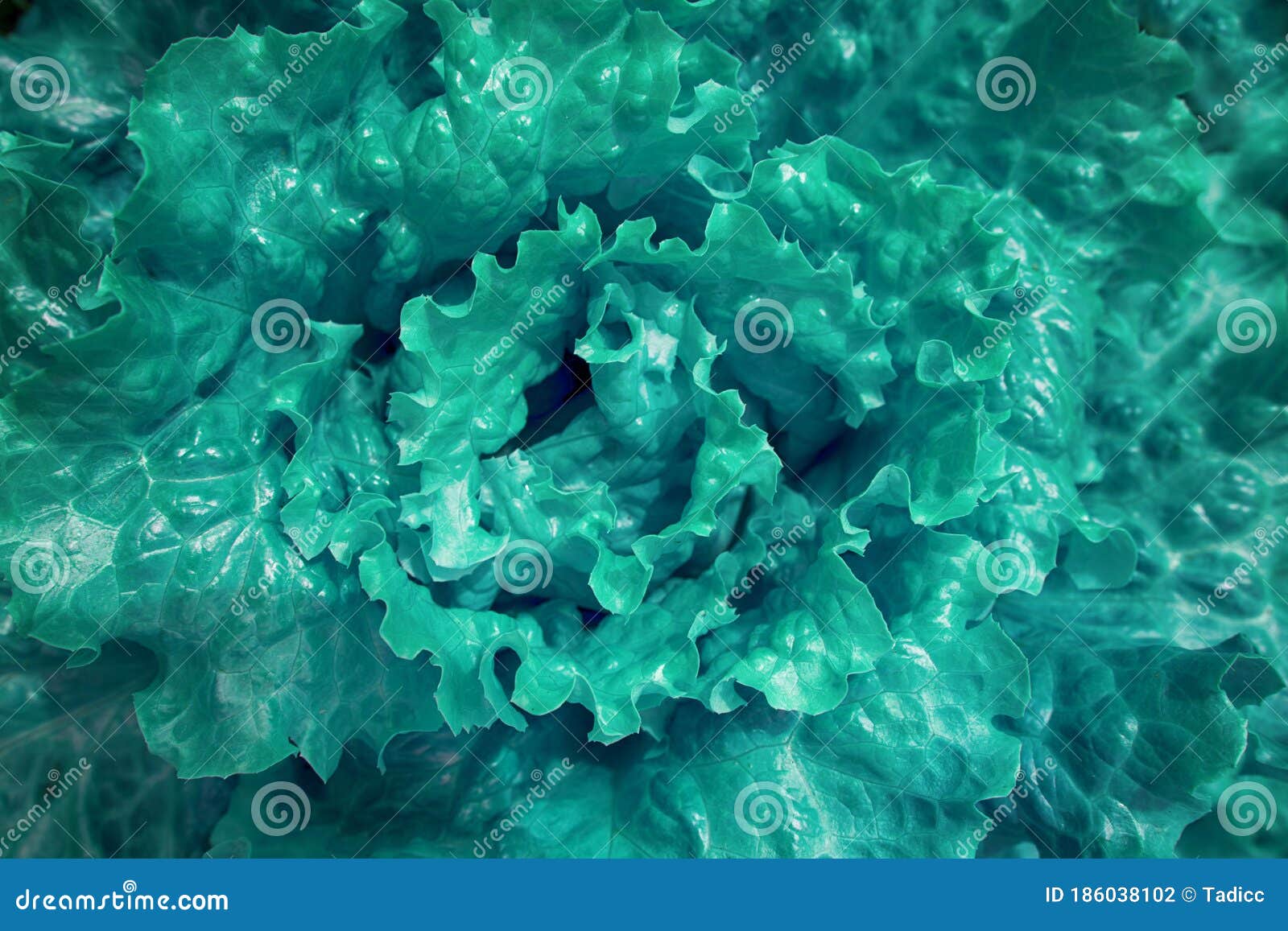 The Lettuce Leaf Toxic Blue Stock Photo Image of agriculture