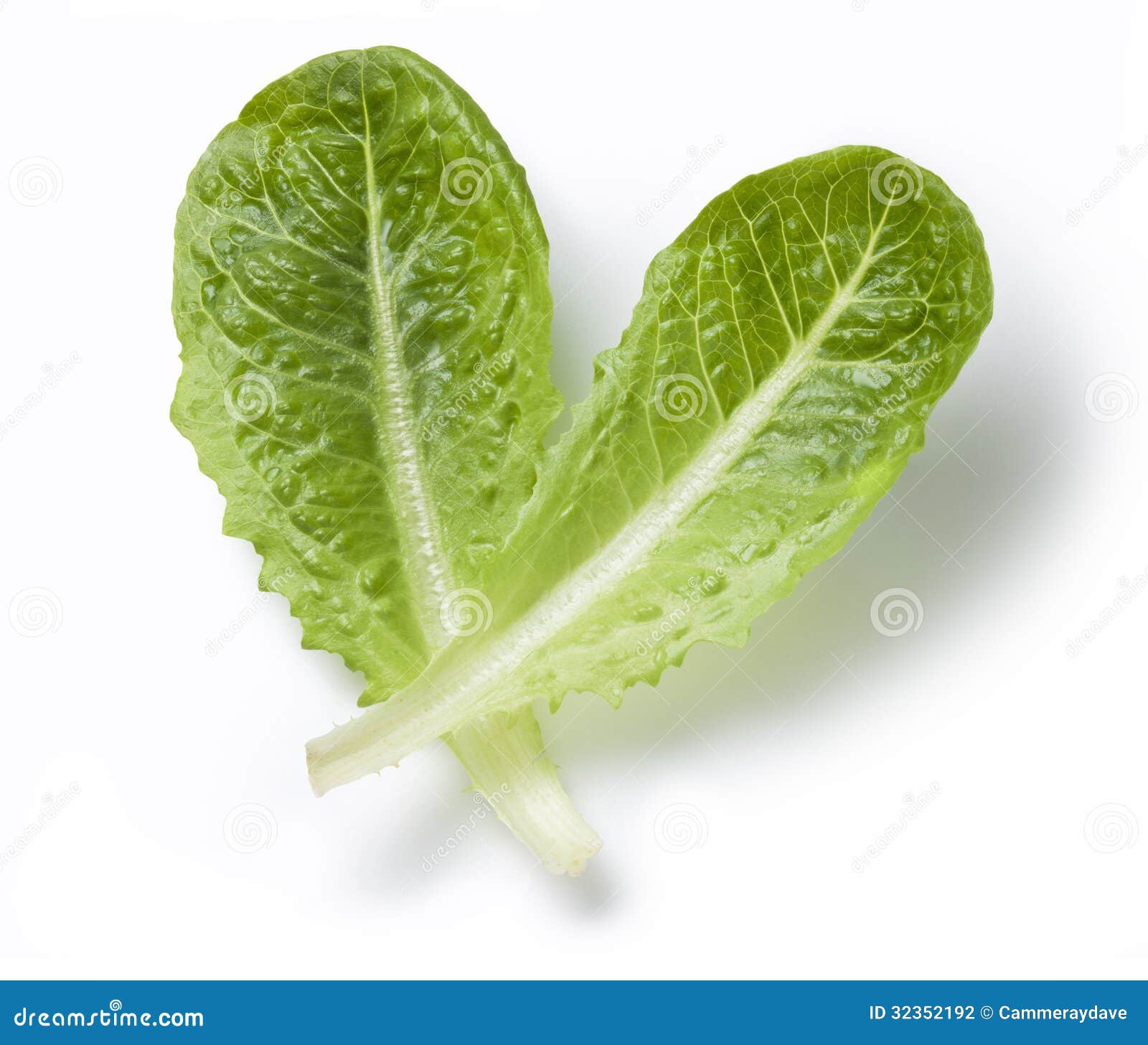 lettuce romaine leaf