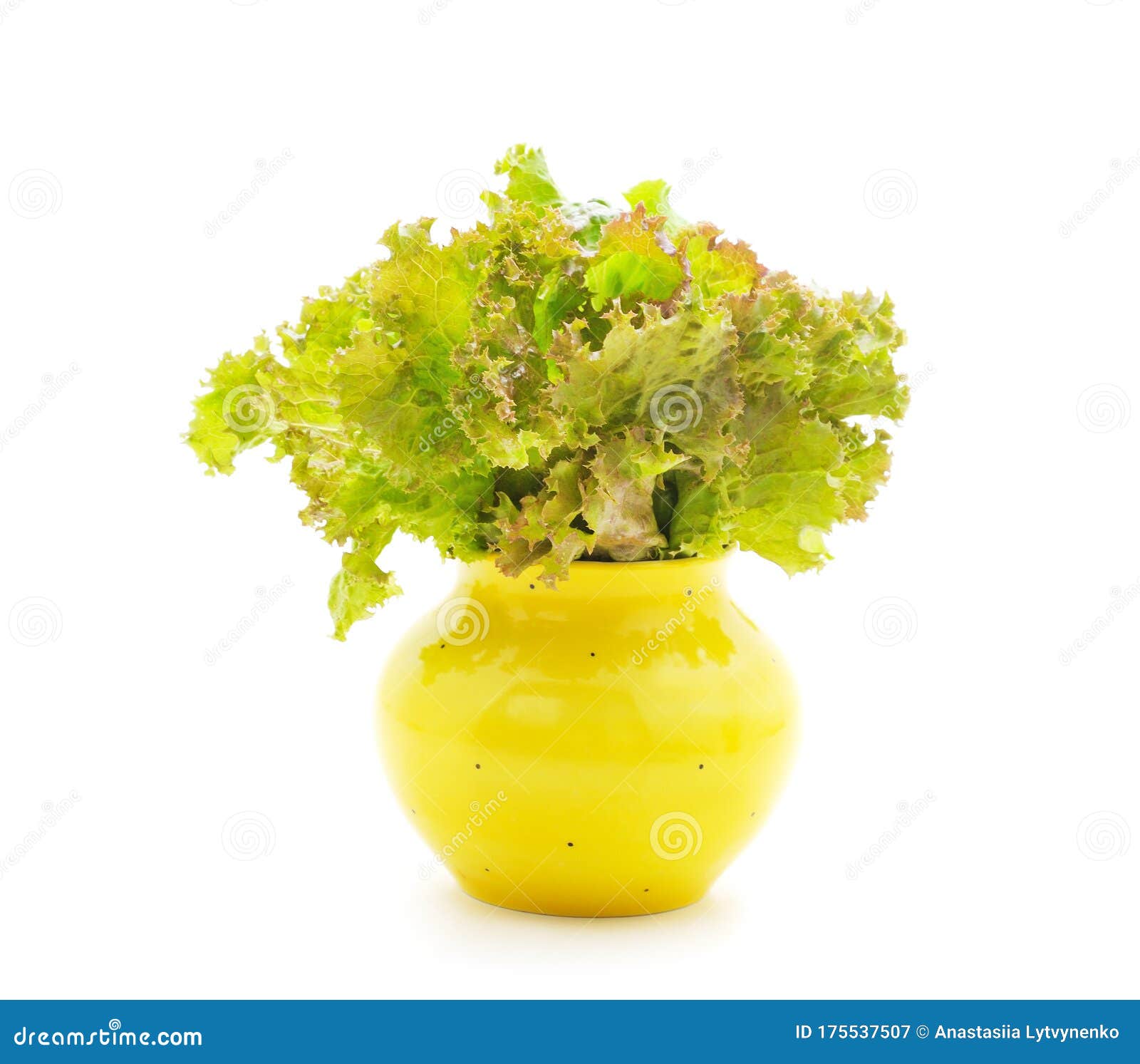 Lettuce leaves in weight stock image. Image of organic 175537507