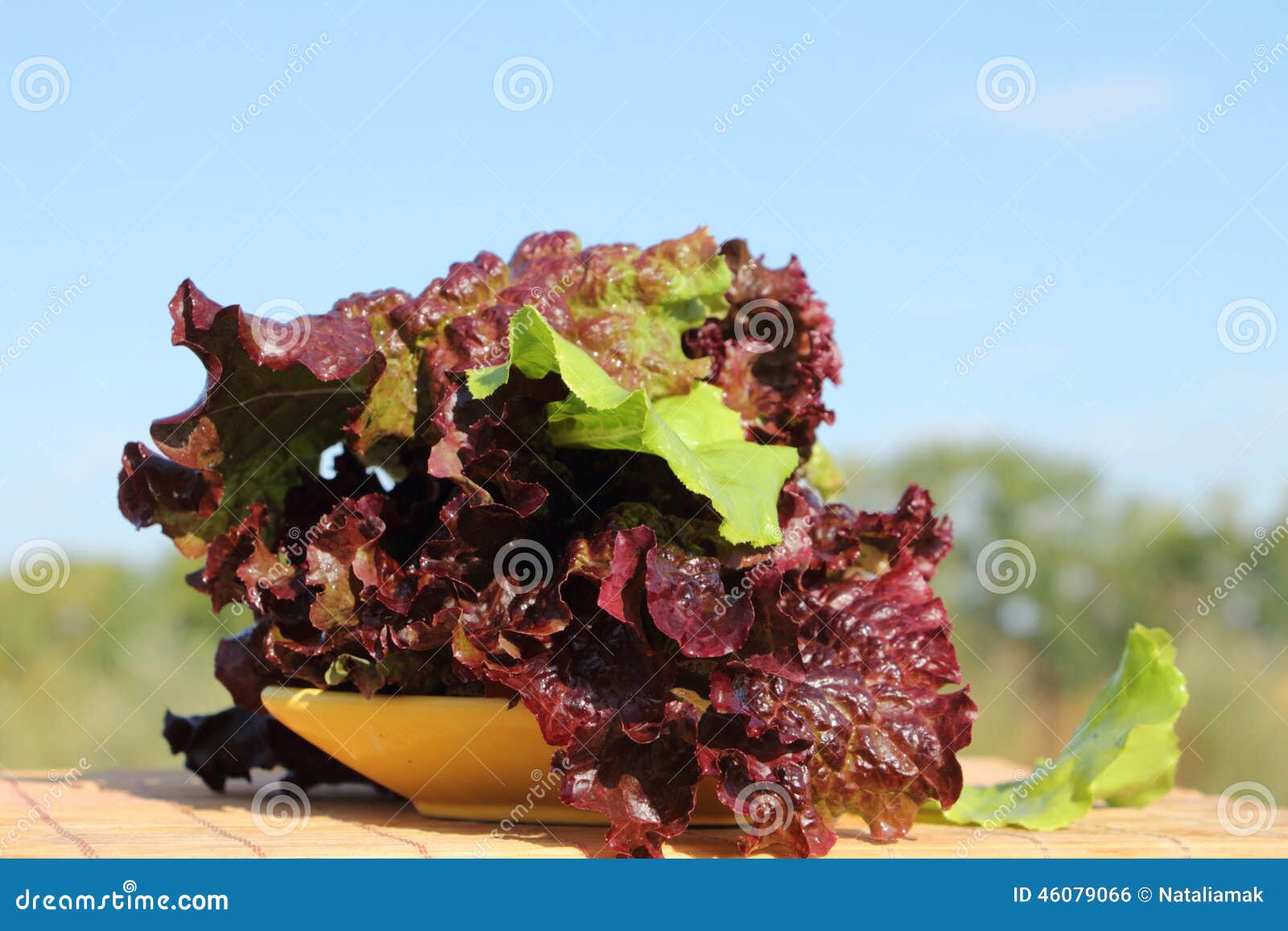 Lettuce leaves stock photo. Image of space, vegetation 46079066