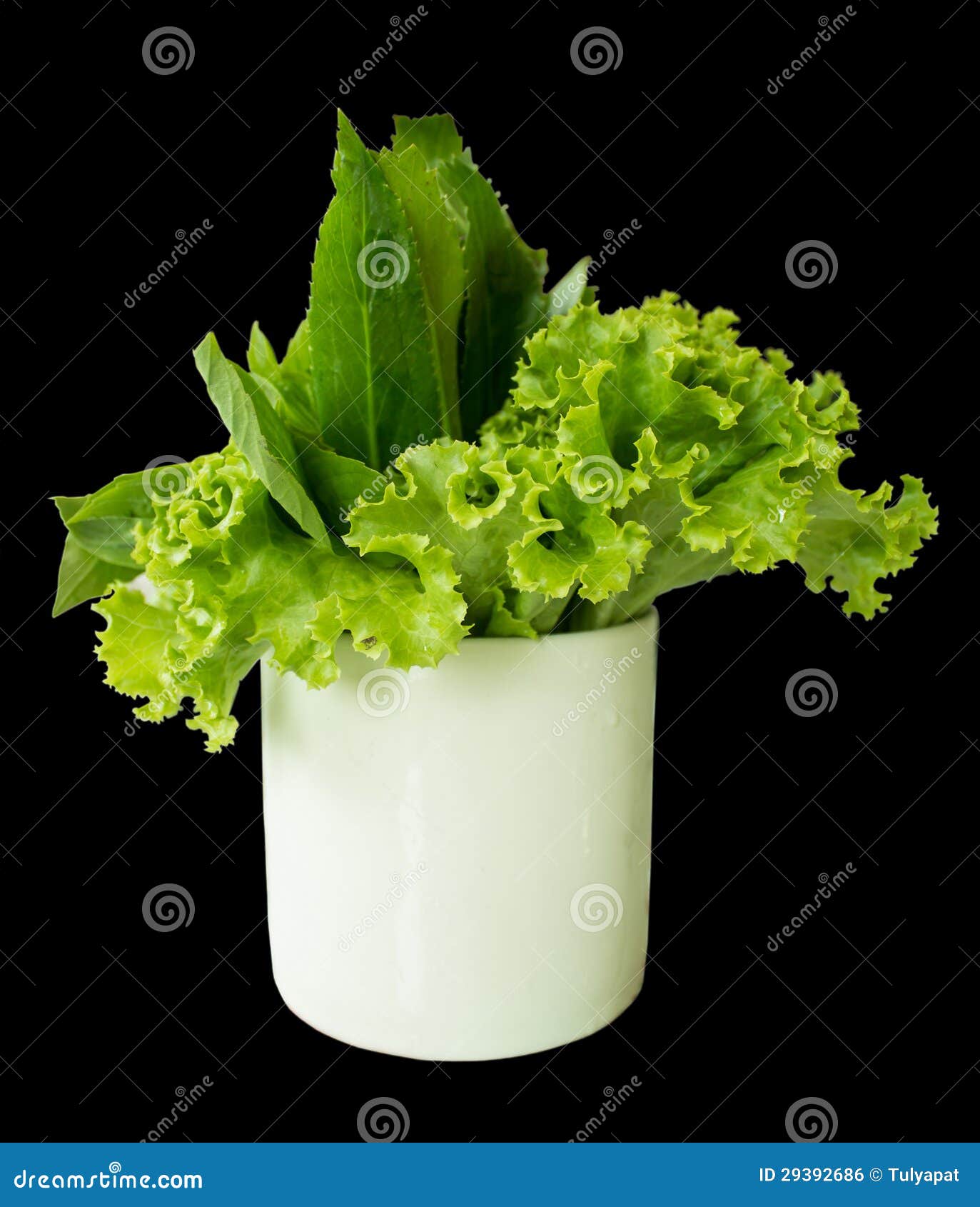 lettuce and long coriander leaves in a glass