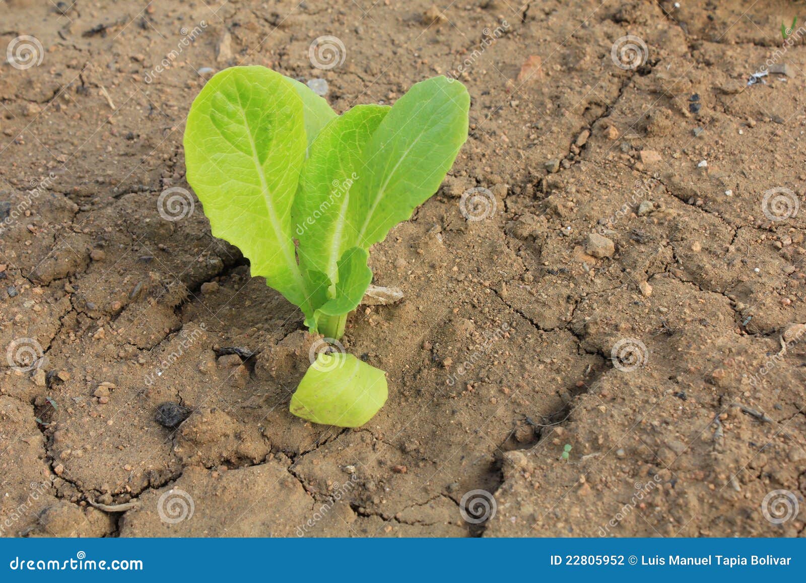 Lettuce Outbreak stock photo. Image of consumption, nature 22805952