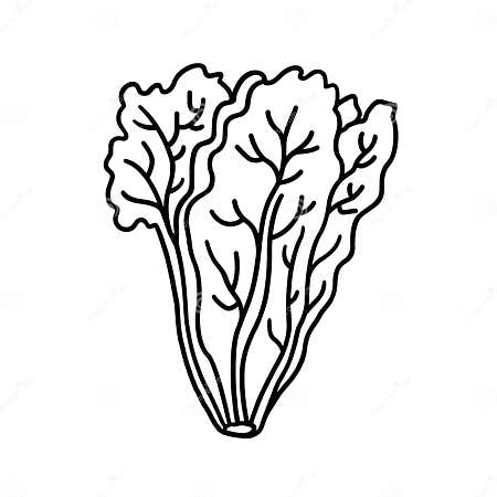 Lettuce Outline Illustration on White Background Stock Illustration ...