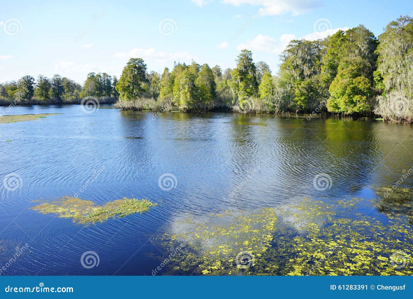 Lettuce park in Tampa stock image. Image of picnickers 61283391