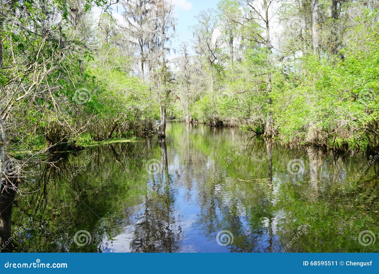 Lettuce park in Tampa stock image. Image of dark, picnickers 68595511