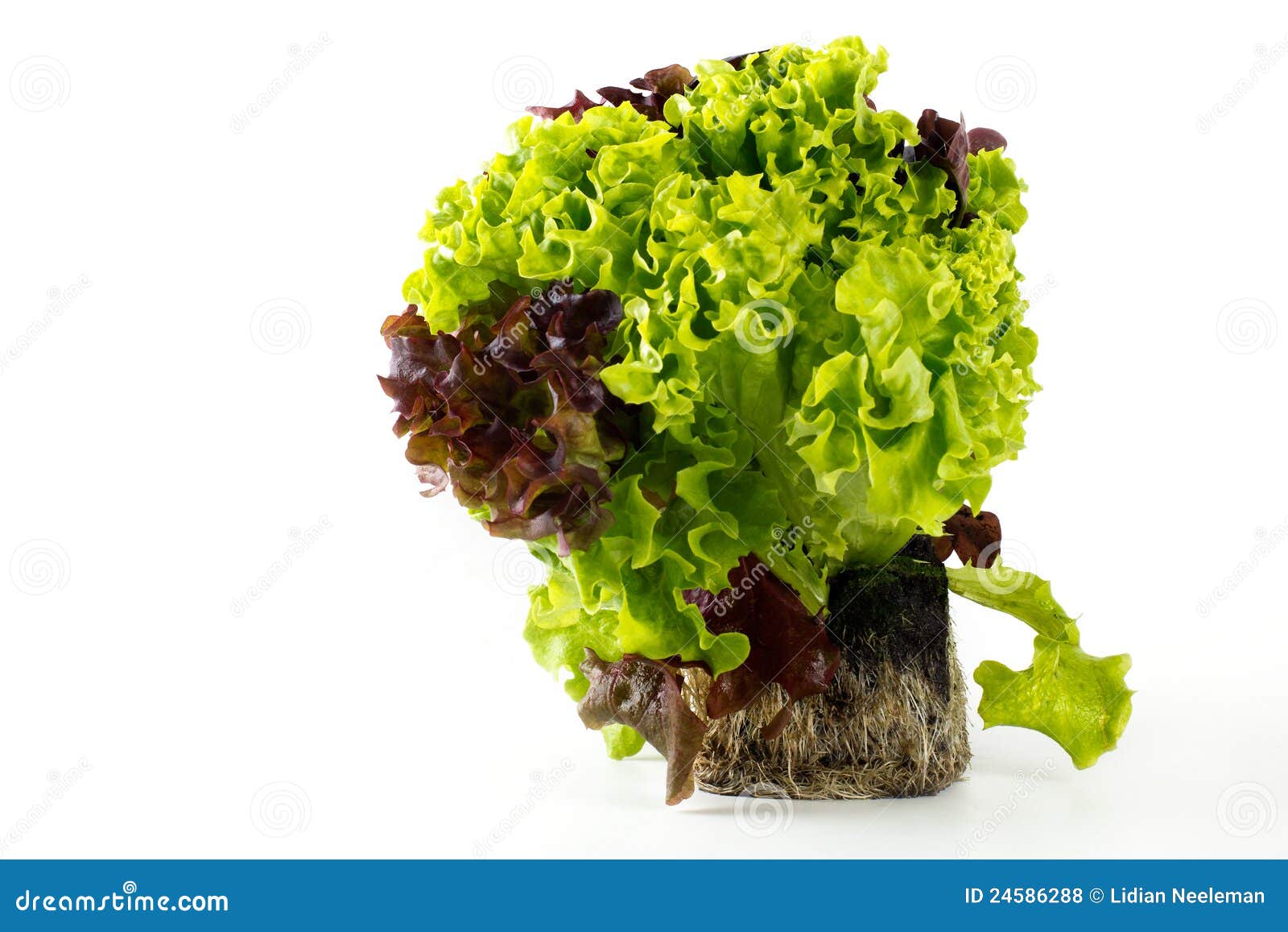 Lettuce plant stock photo. Image of clod, leaf, ball 