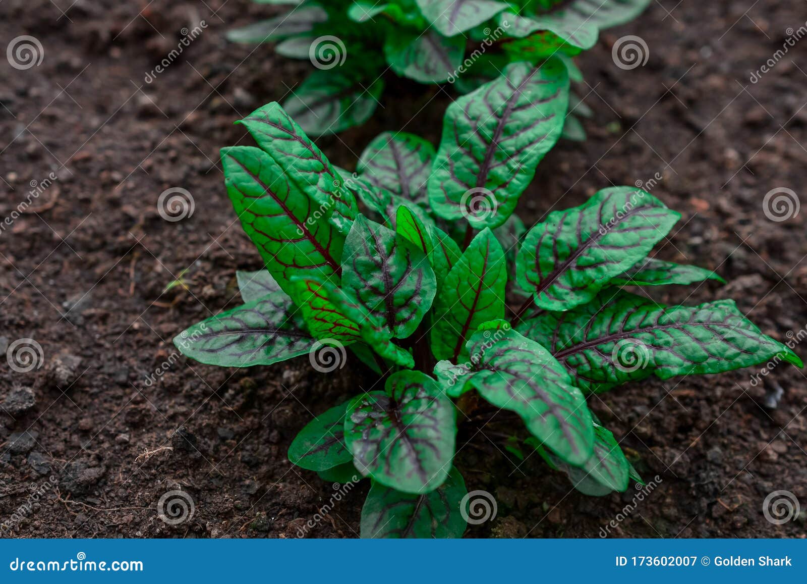 lettuce plant growing in garden