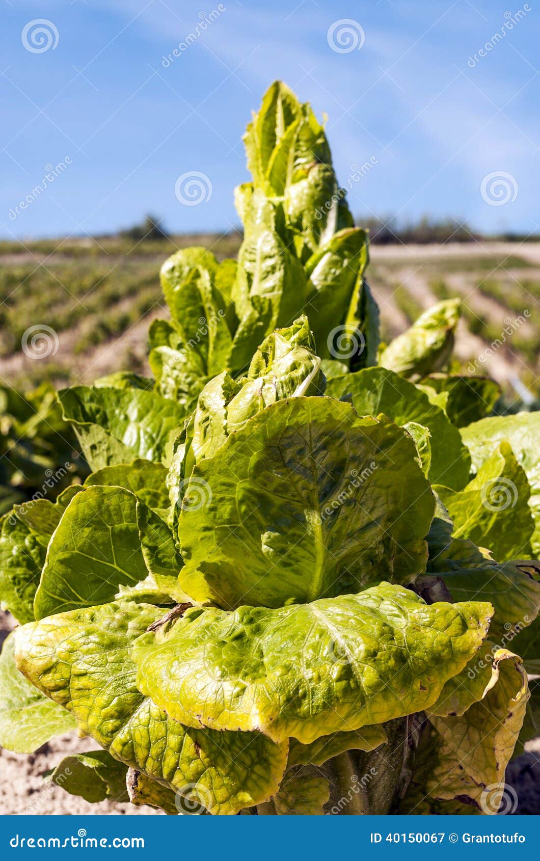 Lettuce stock image. Image of planted, production, spain 40150067