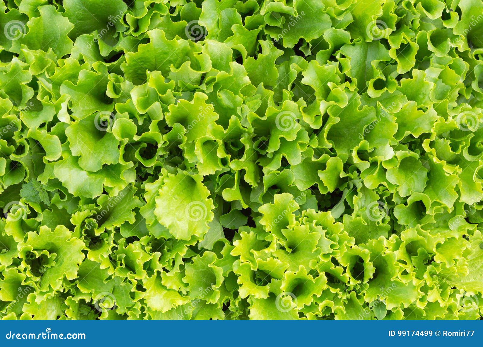 Lettuce Plants. Fresh Lettuce Leaves. Stock Image Image of