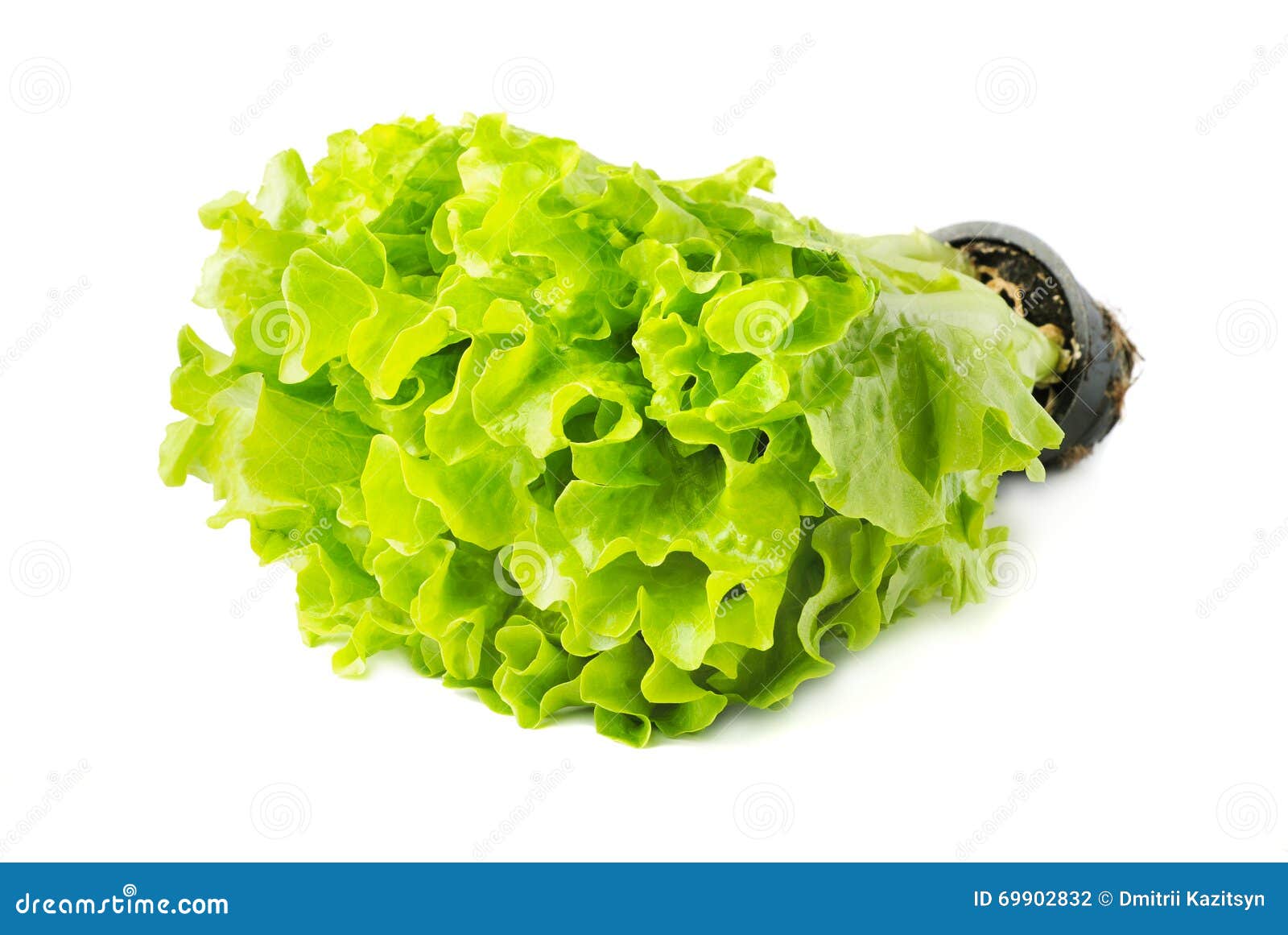 Lettuce with a pot stock photo. Image of plant, food 69902832