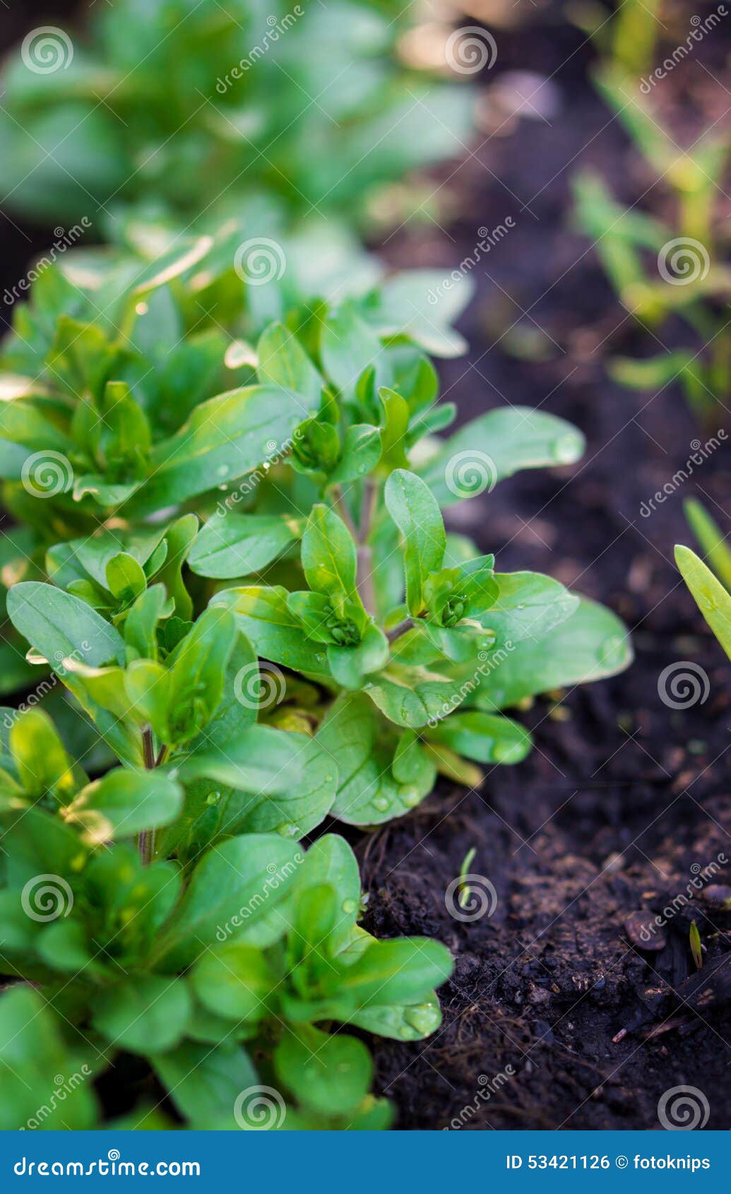 Lettuce in Raised Bed stock photo. Image of vegetable 53421126