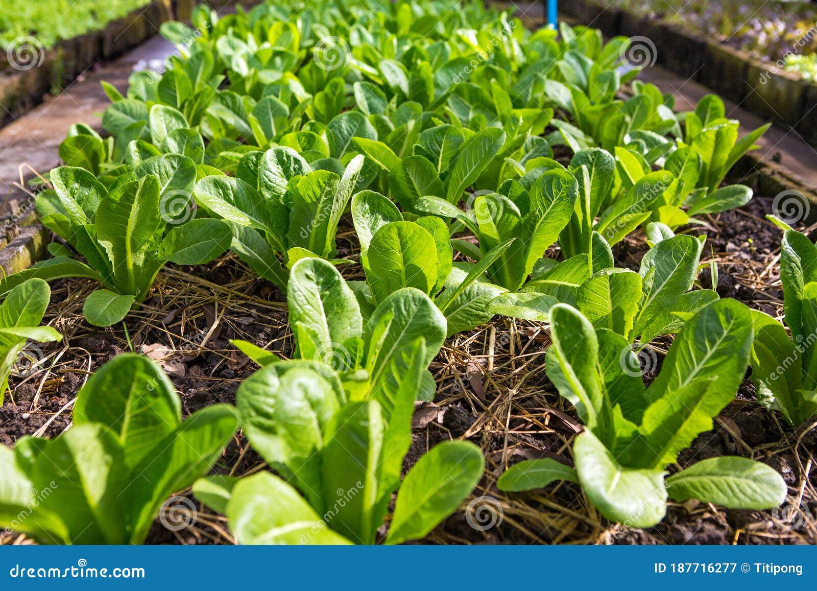 Lettuce and Red Cabbage Plants on a Vegetable Garden Ground Stock Image