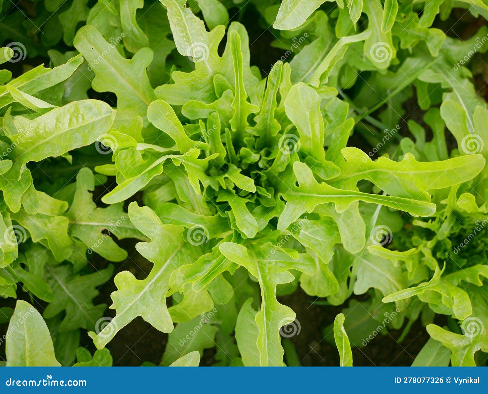 Roquette Arugula (Eruca vesicaria)