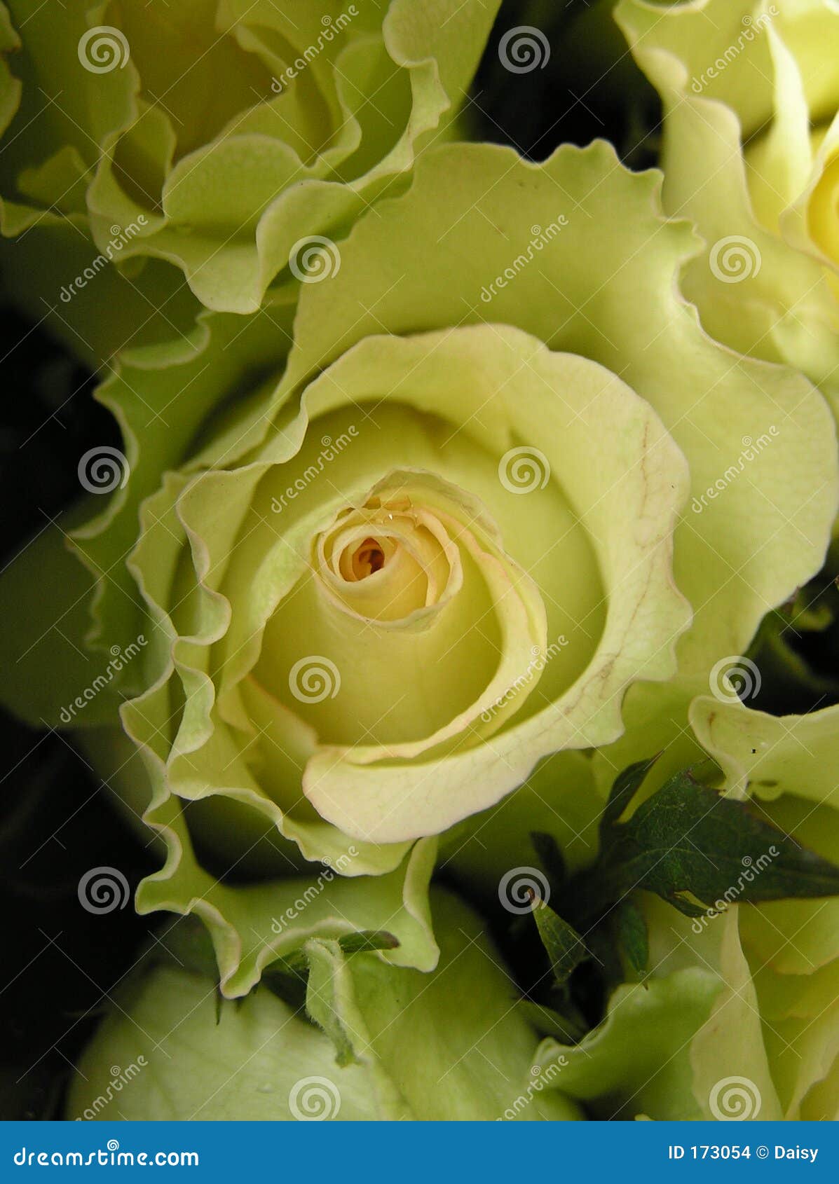 Lettuce rose stock photo. Image of green, lettuce, soft 173054