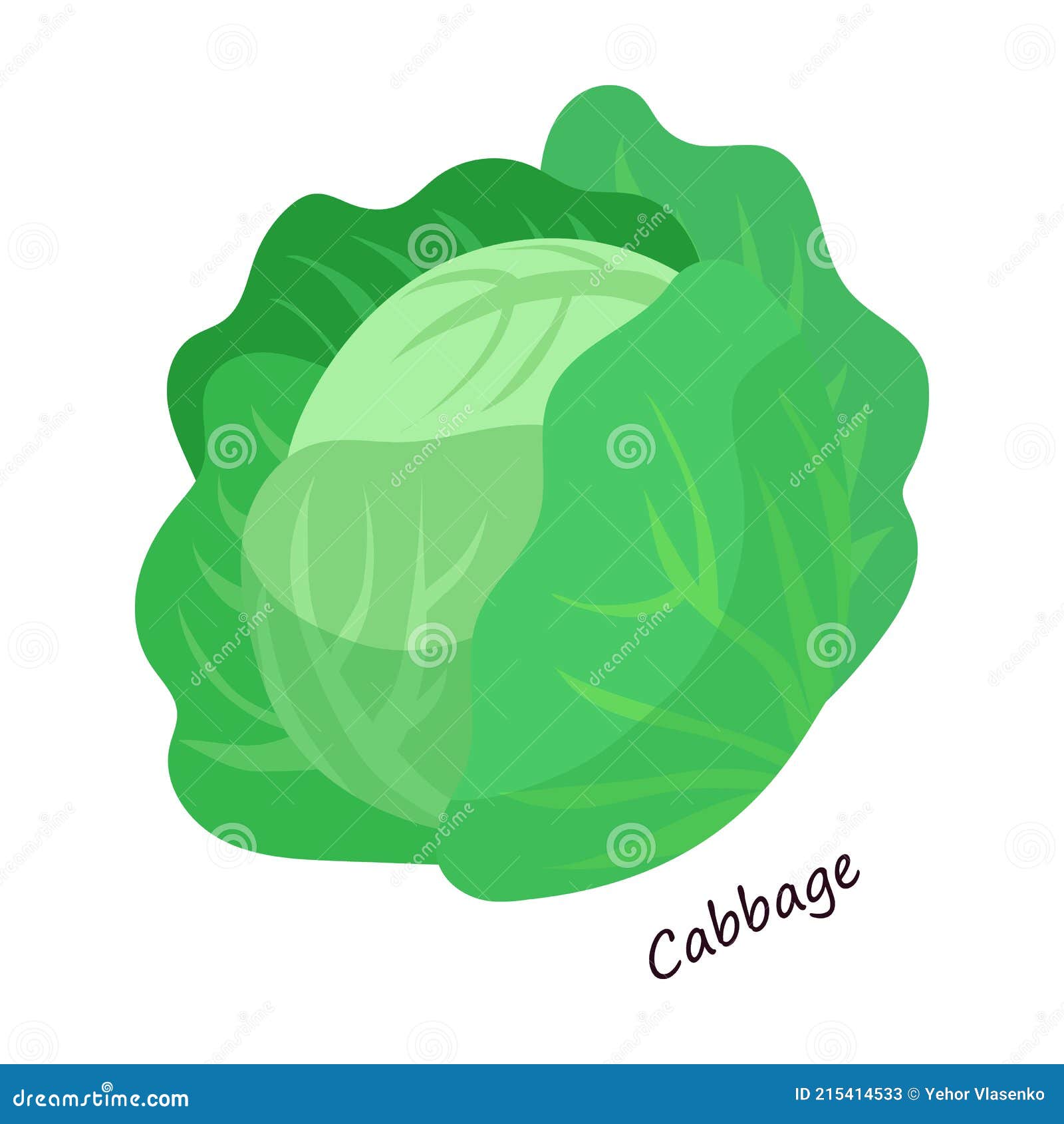 Lettuce and Salad Cartoon Vector of Icon.Cartoon Vector Illustration