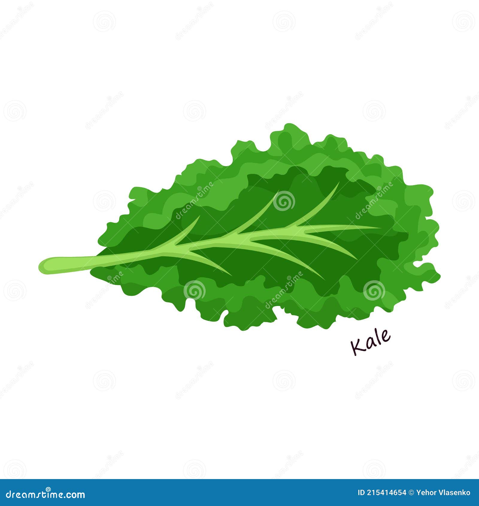 Lettuce and Salad Cartoon Vector of Icon.Cartoon Vector Illustration