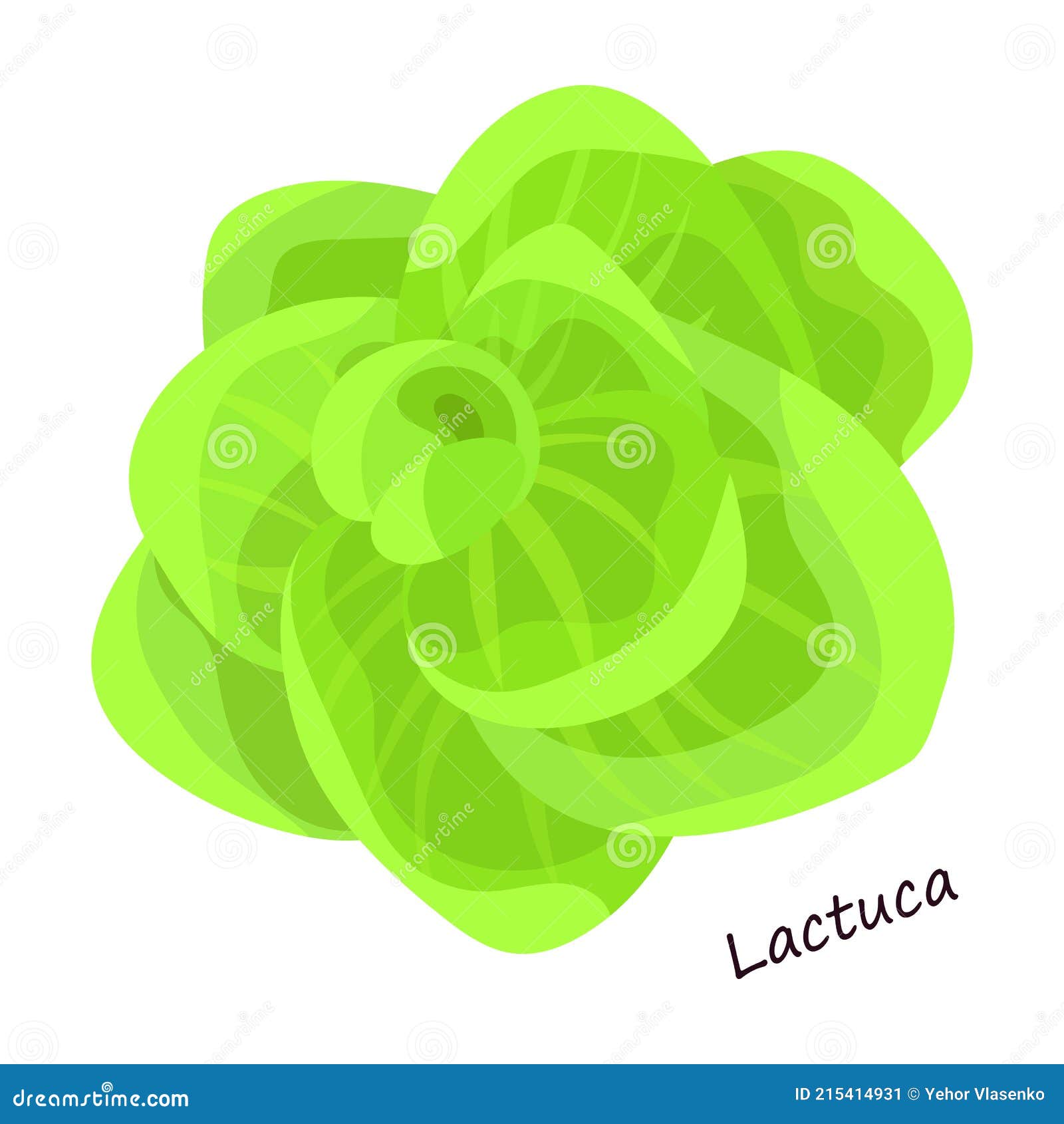 Lettuce and Salad Cartoon Vector of Icon.Cartoon Vector Illustration