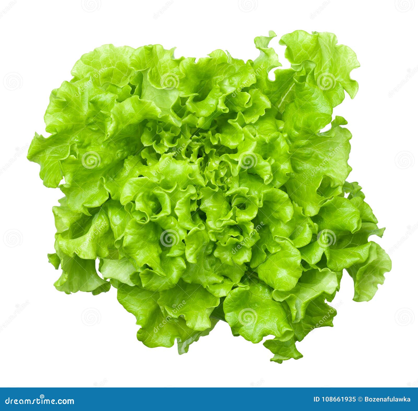 Lettuce Salad Head Isolated on White Background Stock Image Image of background, isolated