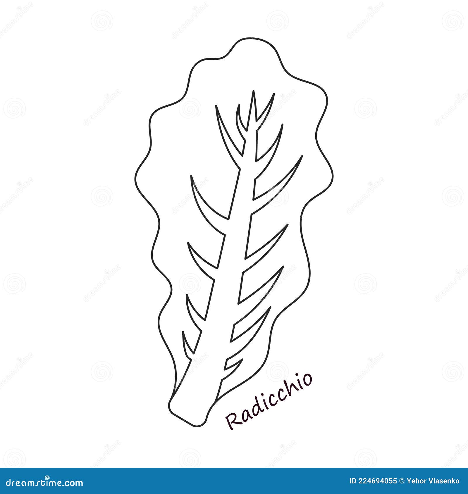 Lettuce and Salad Outline Vector of Icon.Outline Vector Illustration
