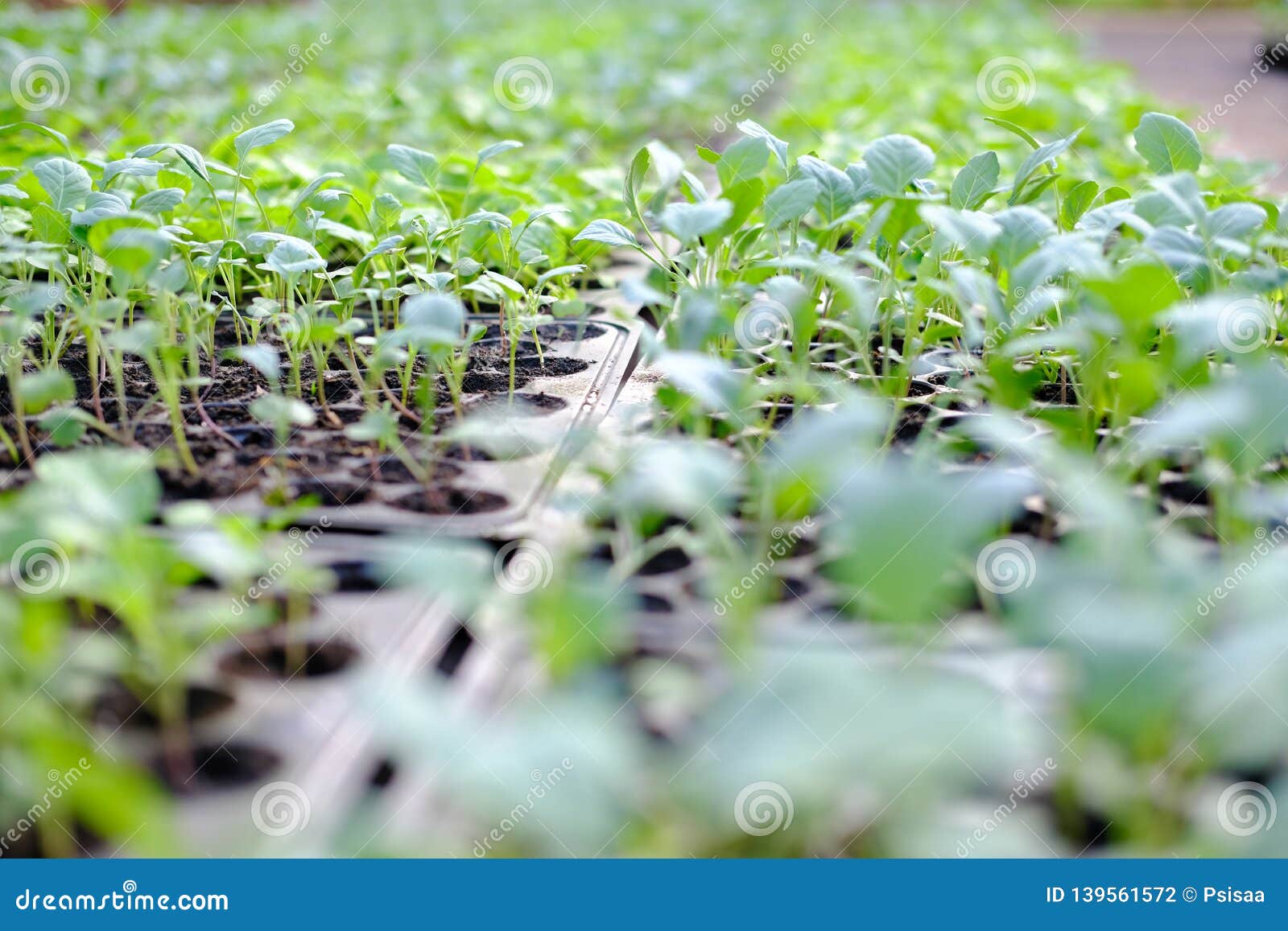 Lettuce Seedling Growing in Cultivation Tray Stock Photo Image of