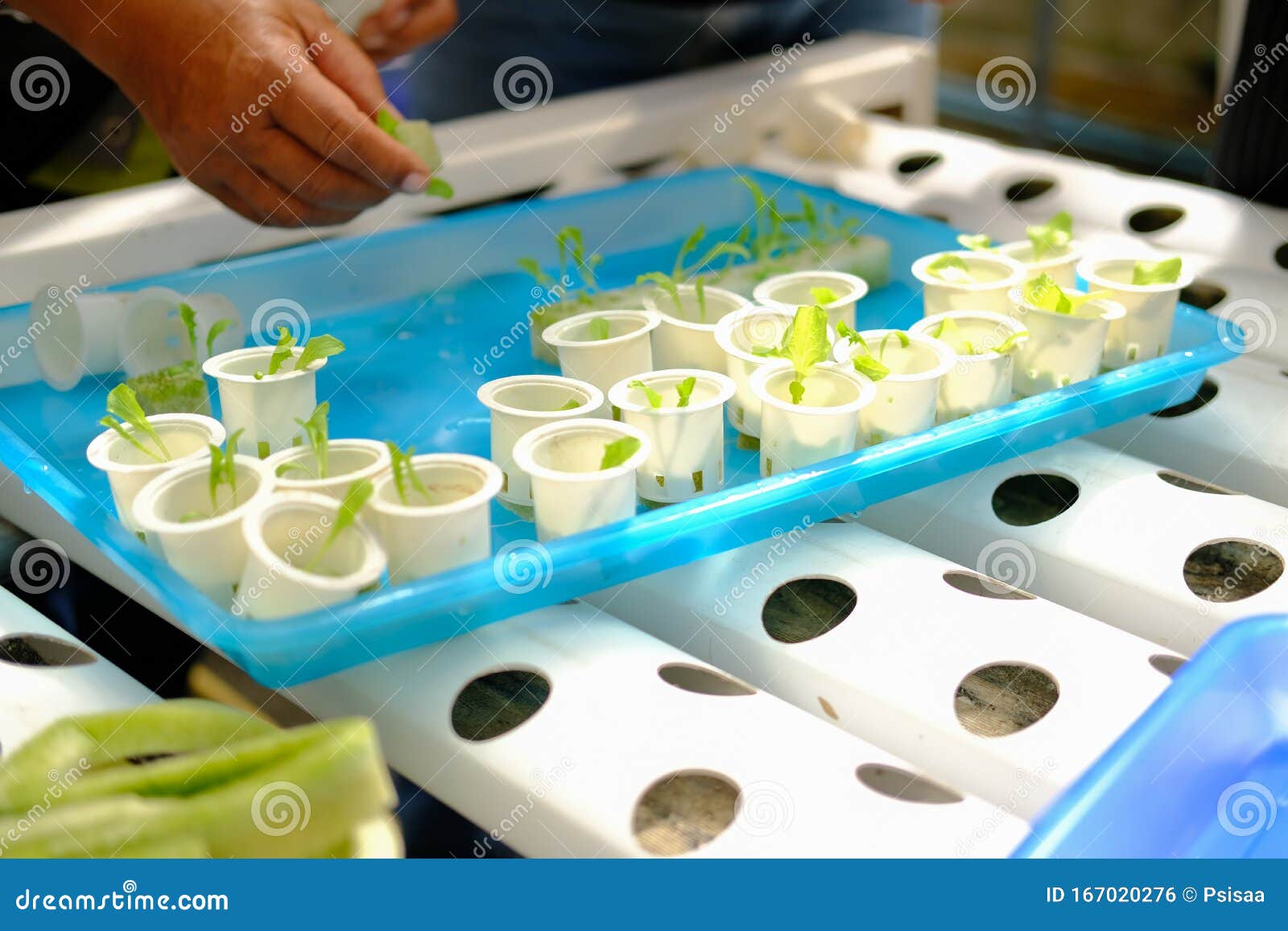 Seedling Of Hydroponic Vegetable Sprout In Plant Nursery. Farmer
