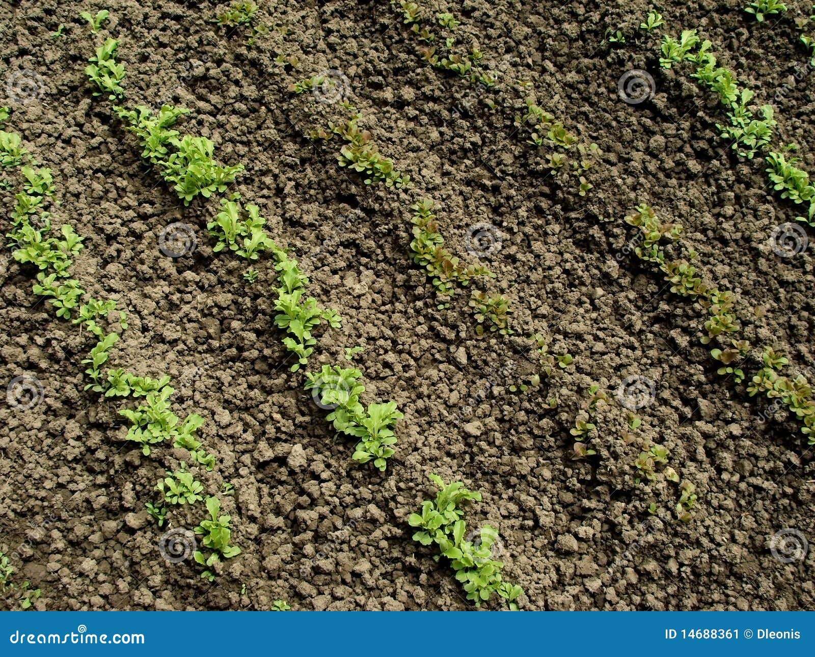 Lettuce seedlings stock image. Image of farm, natural 14688361
