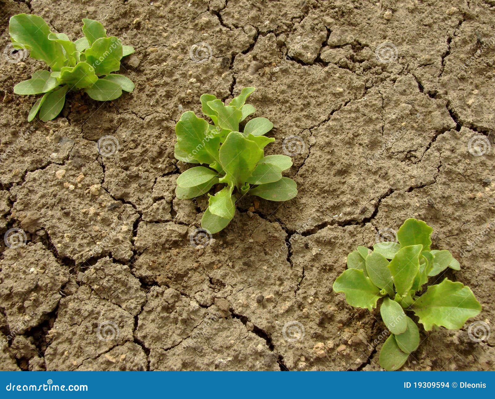 Lettuce seedlings stock photo. Image of natural, diet 19309594