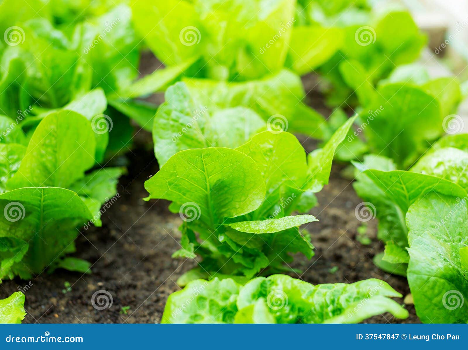 Lettuce seedlings in field stock image. Image of cabbage 37547847