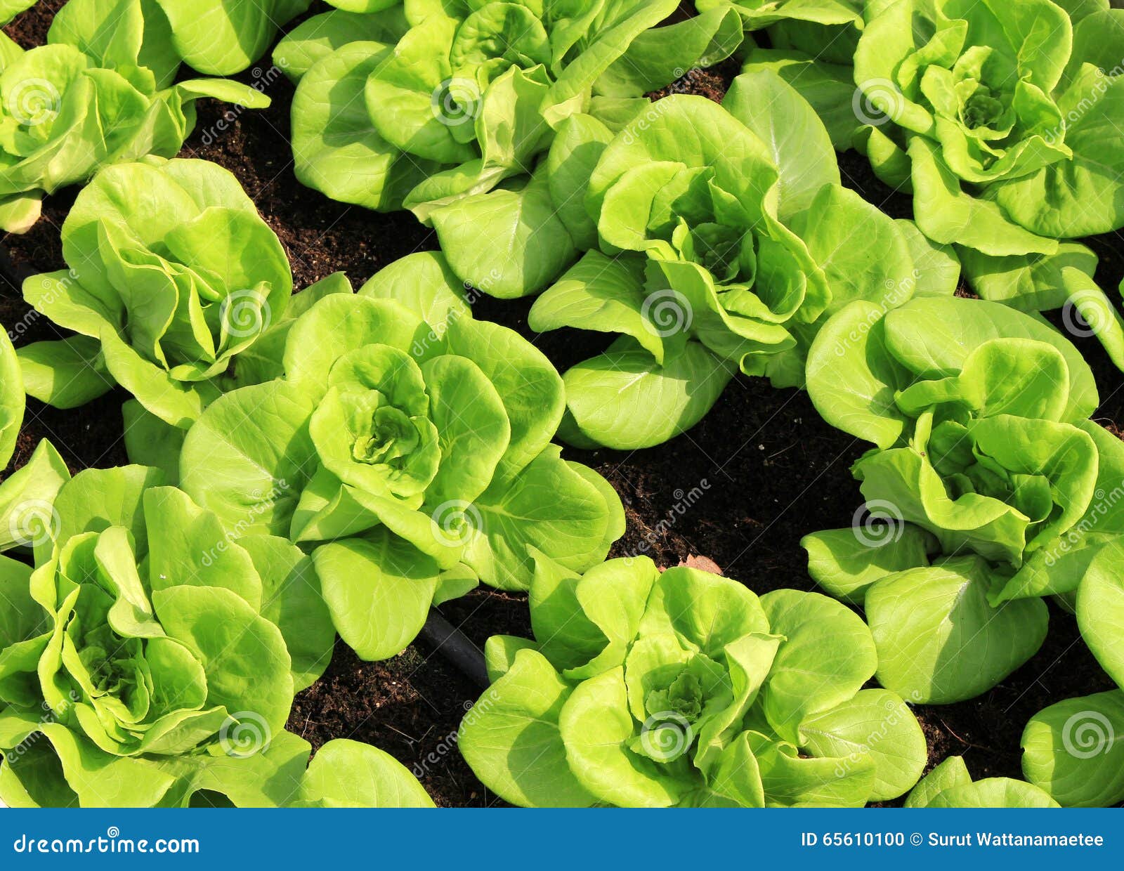 Lettuce Seedlings in a Field Stock Photo Image of growing, harvest