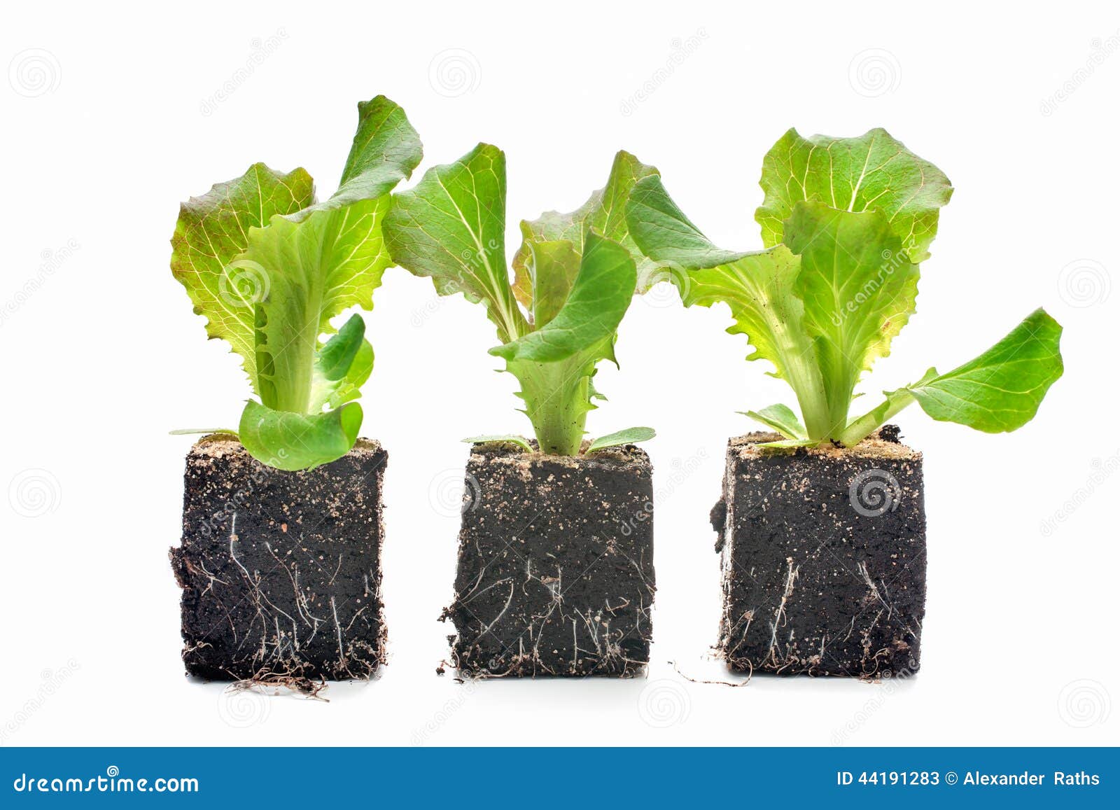 Lettuce seedlings isolated stock image. Image of grow 44191283