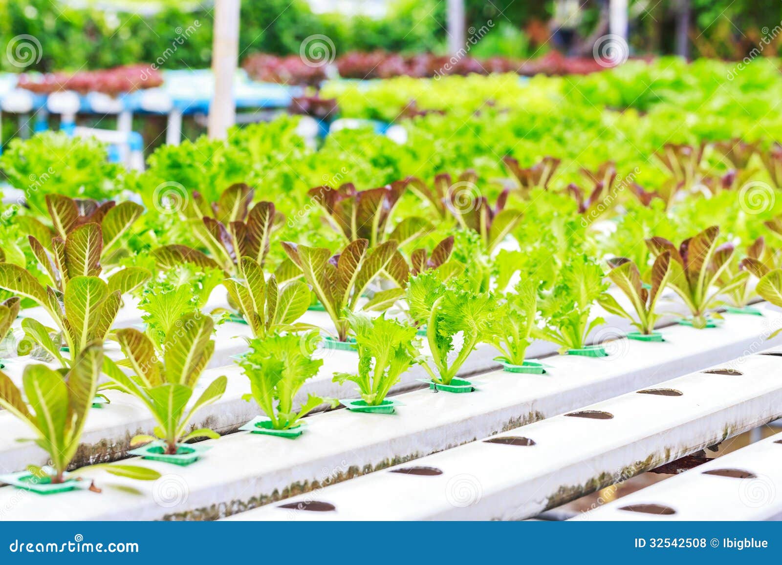Lettuce with sprout stock photo. Image of lettuce, greenhouse 32542508