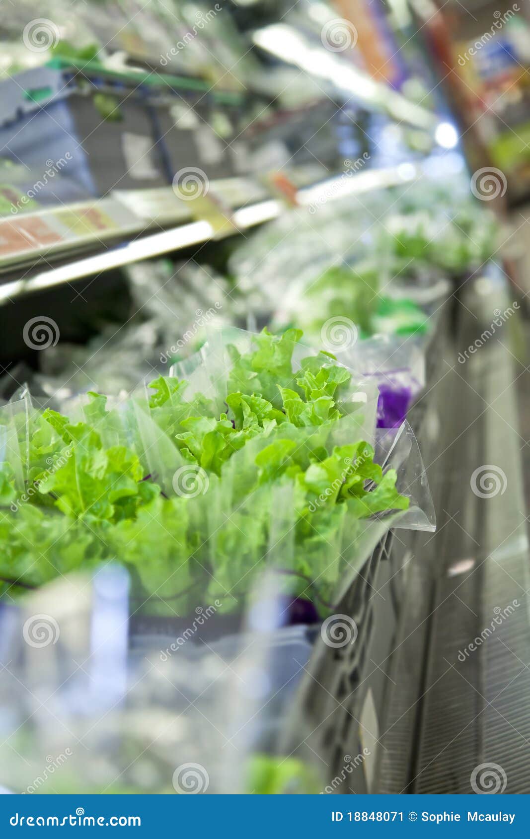 Lettuce at the supermarket stock image. Image of vegetable 18848071