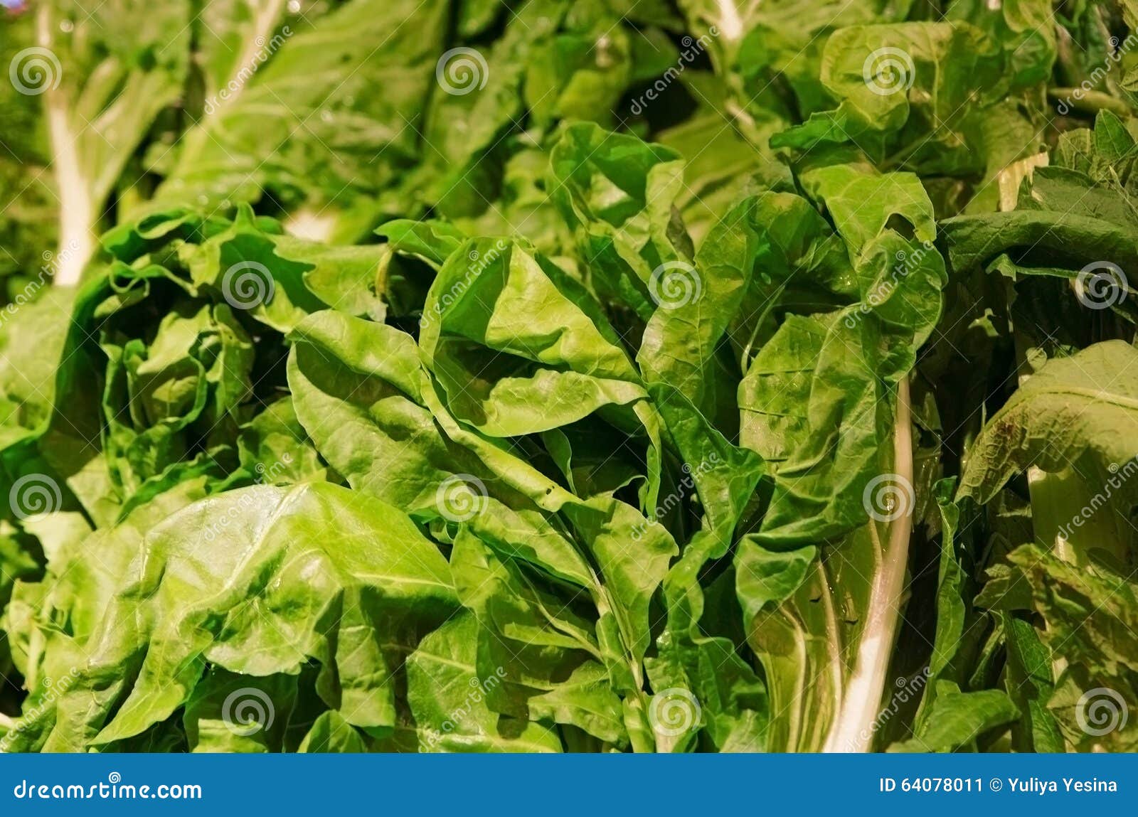 Lettuce in supermarket stock image. Image of cultivated 64078011