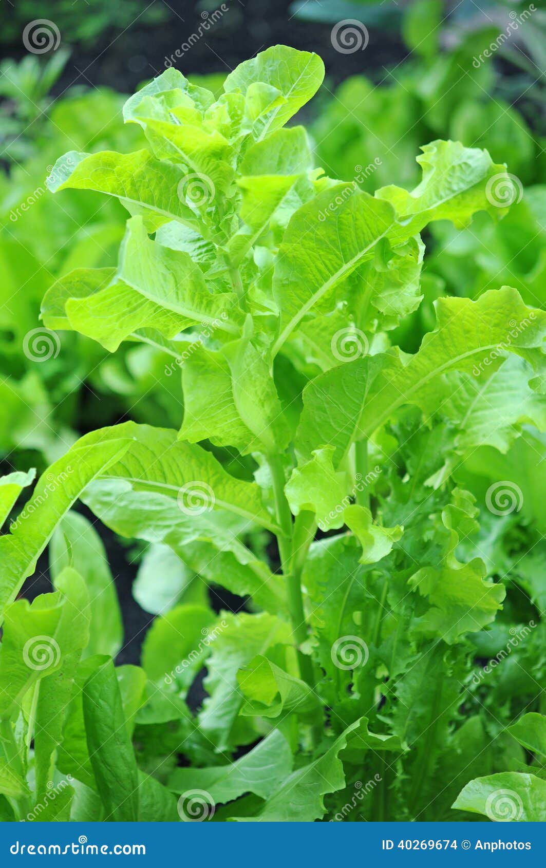 Lettuce tree stock photo. Image of nutrition, close, health 40269674