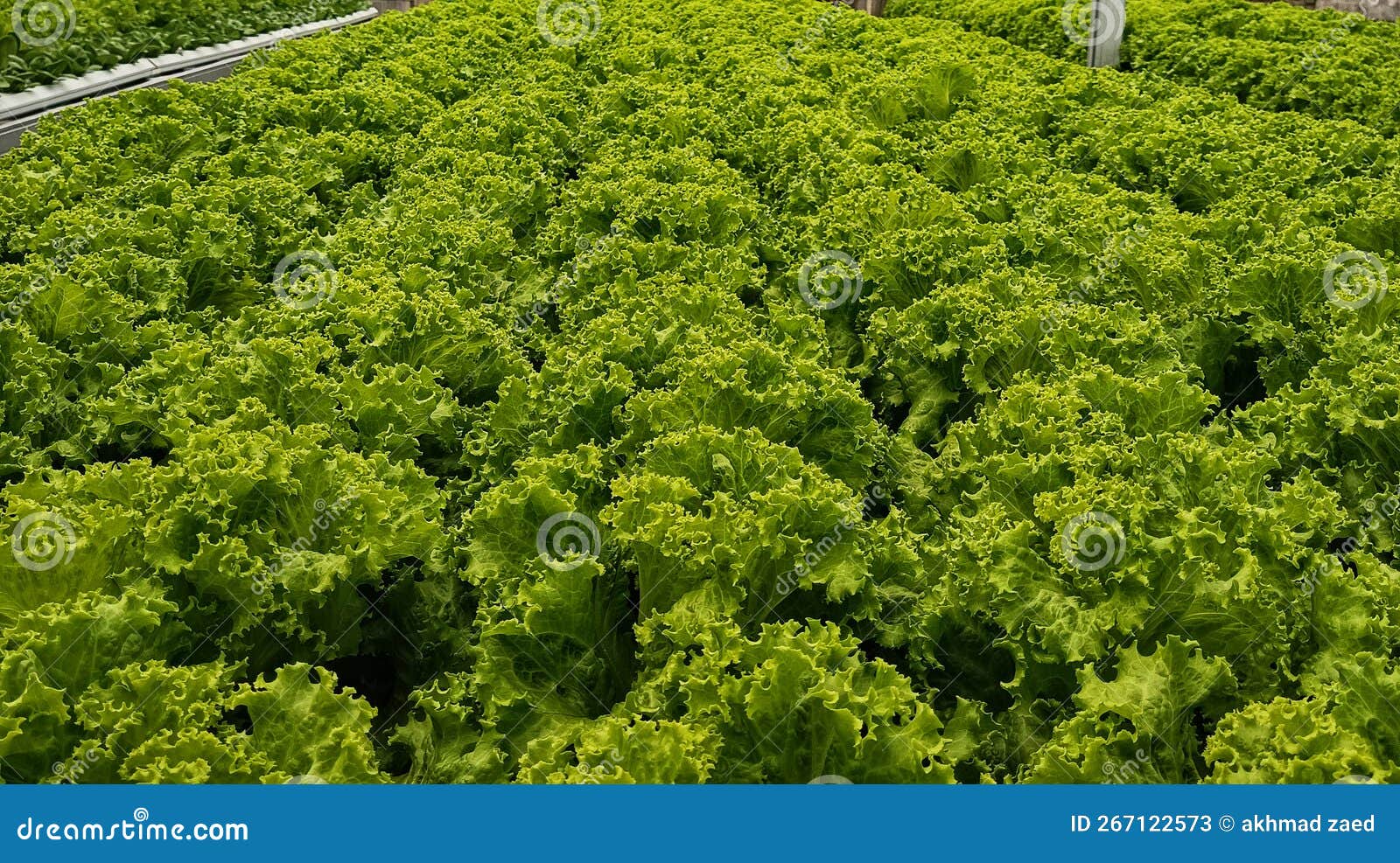 Lettuce Urban Farming stock image. Image of farming 267122573
